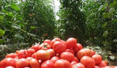 從西紅柿的“失味”到水產養殖的啟示 一場關于品質與可持續的反思